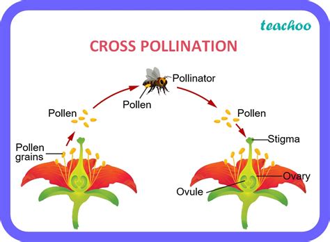 pollination meaning in bengali|pollination of flowers.